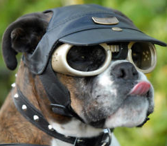 doggles invention